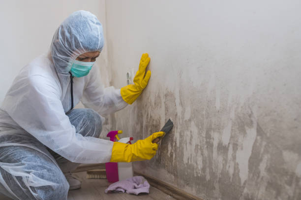 Professional Mold Remediation in Waxhaw, NC