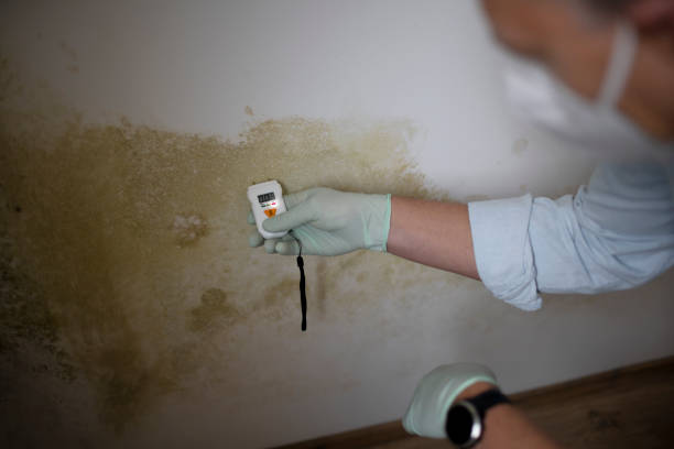 Best Commercial Mold Remediation in Waxhaw, NC
