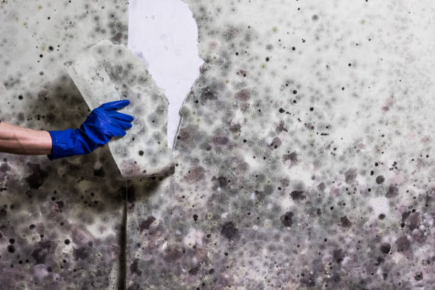 Best Mold Remediation for Specific Building Types in Waxhaw, NC